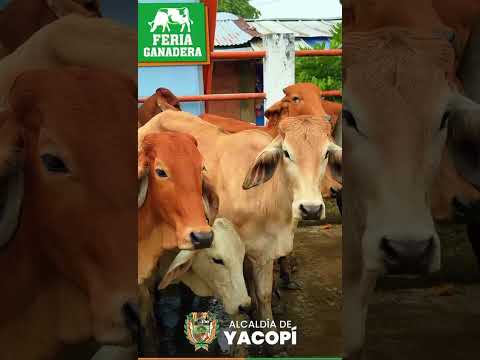 Última feria ganadera del año en Yacopí