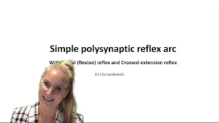 Simple polysynaptic spinal reflex arc - the 5 components!