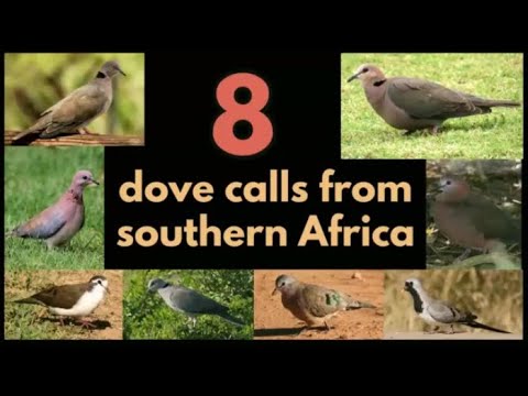 8 DOVE CALLS from Southern Africa