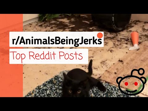 TOP REDDIT POSTS (r/AnimalsBeingJerks 2019 | Reddit Stories)