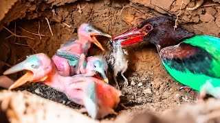 Download lagu THE WEAK WILL ALWAYS BE SLAUGHTERED mp3 Download lagu THE WEAK WILL ALWAYS BE SLAUGHTERED mp3