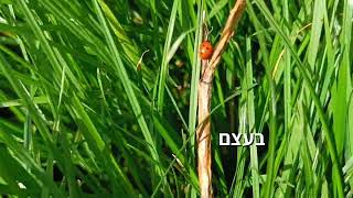 מושית השבע (פרת משה רבנו) נותנת השירות הכי טובה שיש