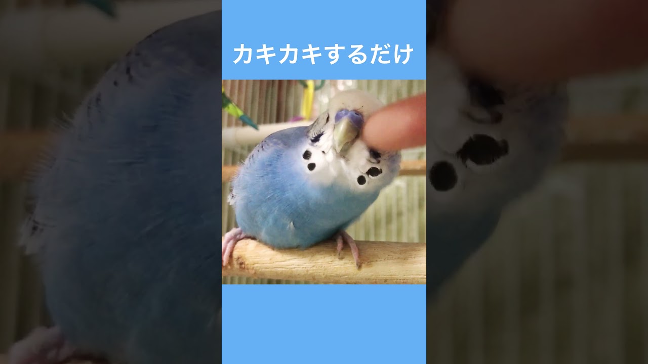 カキカキするだけ #セキセイインコ #birds #budgies #shorts