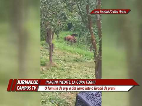 URŞI ÎNTR-O LIVADĂ DE PRUNI LA GURA TEGHII