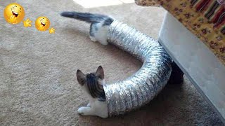 Funniest Cats 😹 - Cats Are Hilariously Clumsy 😂 - Funny Cats Life