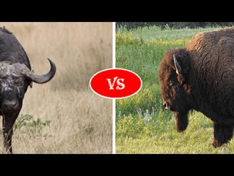 Creature Comparison: Cape Buffalo 🐃 vs American Bison 🦬