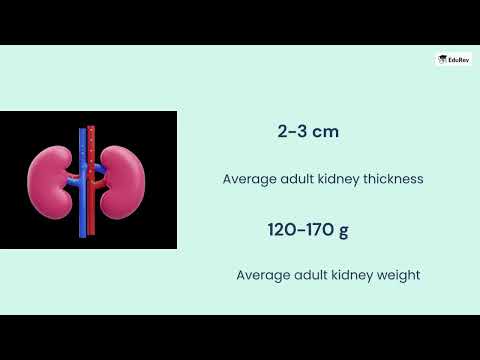 Excretion in other organisms and Kidney Structure Video Lecture - Biology