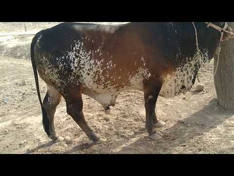 Animal for Eid UL Azah