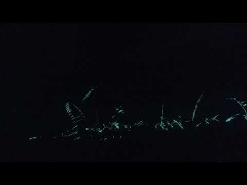 Into the Wild - Immersive Screen Experience (Cinematic clip)