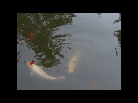 ✦ free joji ukulele type interlude "im not scared of dying"