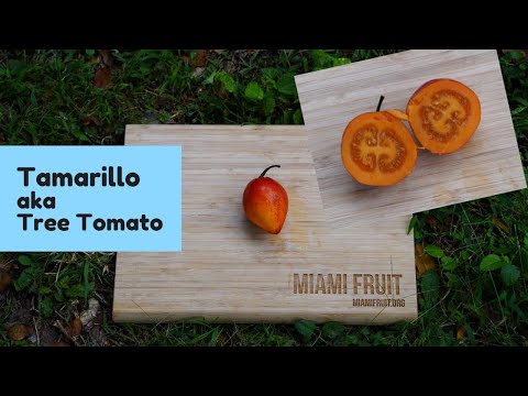 How to Tell When Tree Tomato is Ripe + how to eat it
