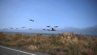 Pelicans flying in formation alongside the car (the happy sea) - Pentax K5