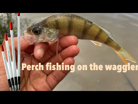 Perch fishing with the waggler float