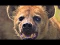 Hair Raising Hyena Moments BBC Earth