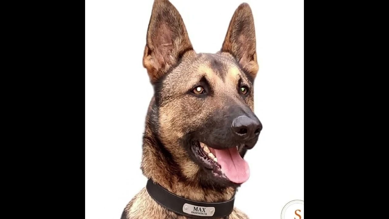 Hondenhalsband met naam Leer