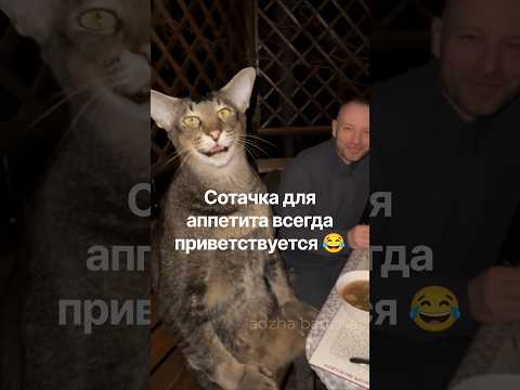 Соточку можно?😂 #cat #cats #funny #top #прикол #юмор #кот #котыприколы