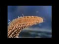 Sesame Street Episode 3466 1996 Pt1