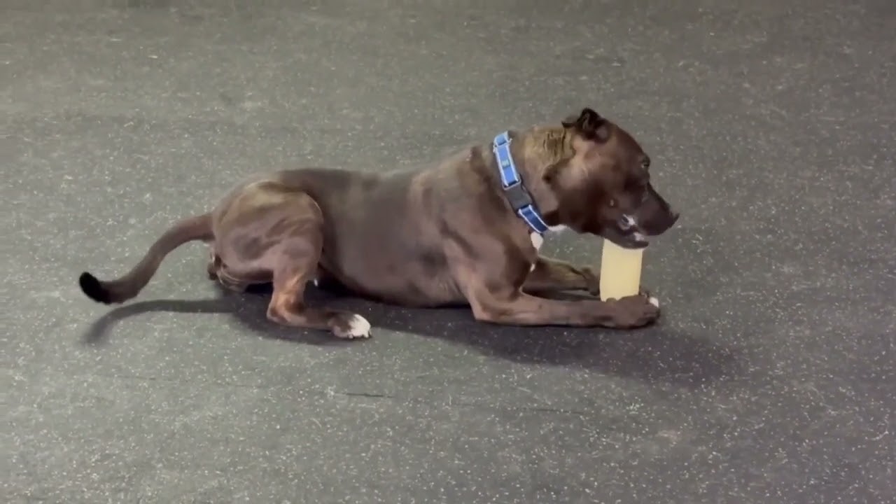 Juno, a Adoptable Terrier in Irwin, PA video 6/6