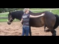Horse Massage 5 4