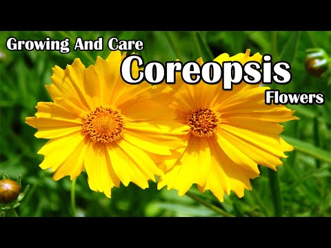 , title : 'How To Grow and Care For Coreopsis Flowers'