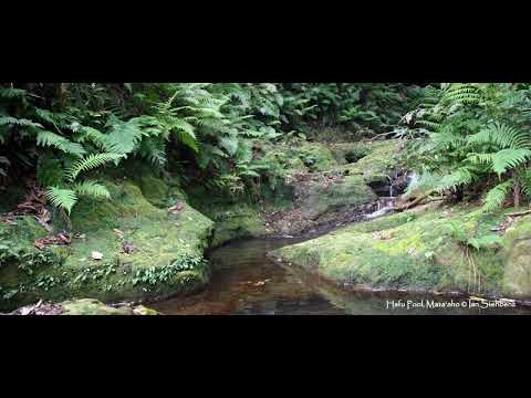 CINDY KAUFUSI-SI'EKU PELE PE 'OKU KE 'IFE