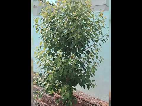 #bangladesh #love #food #ekmotahathighumechala