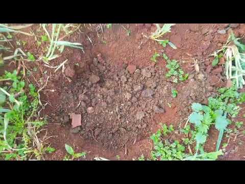 Plantio de maracujá em Nova Tebas Paraná .