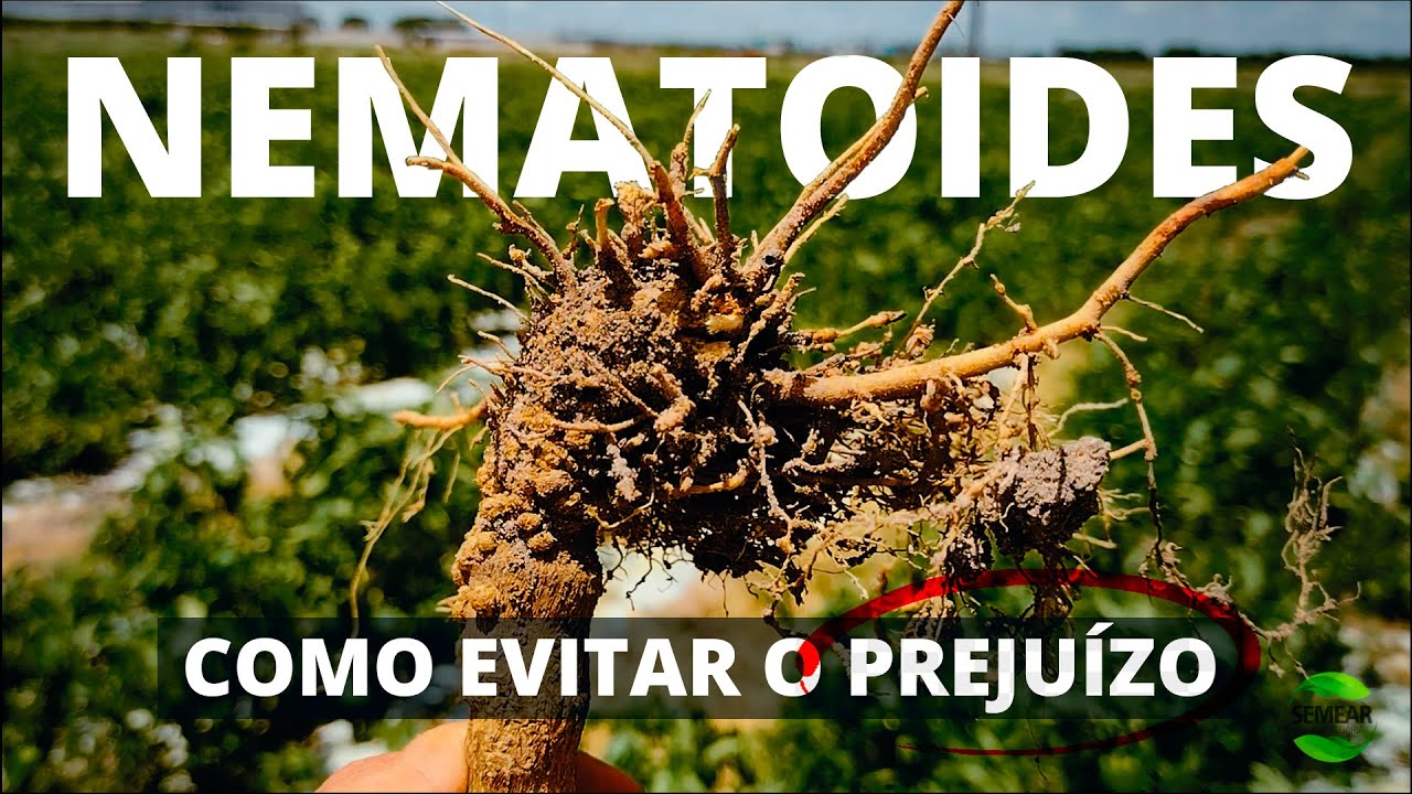 Como Evitar e TRATAR Solo com Nematoides
