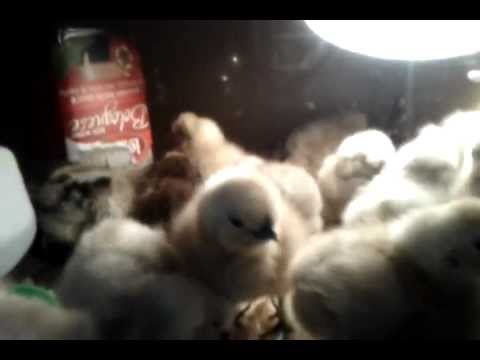 20 silkie chicks in brooder