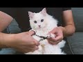 How To Trim A Cat S Nails By Yourself 3 Step Tutorial The Cat Butler