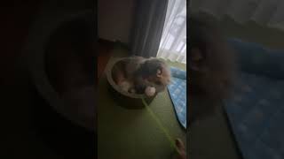 地獄のスパルタ猫じゃらしについてくるノルウェージャンフォレストキャット