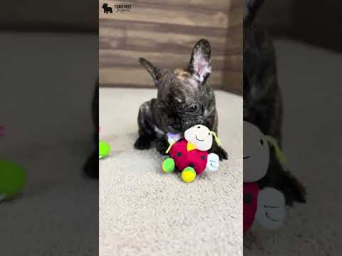 Video 2