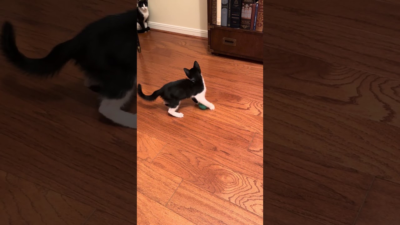 Enlarge Cosmo, a Adoptable Domestic Short Hair in Syracuse, NY video 5/6