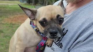 Video preview image #1 Daug Puppy For Sale in Bandera, TX, USA