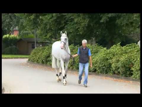 Holsteiner Verbandshengste 2019 - Cancara