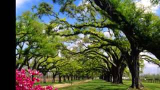 Adam F - The Tree Knows Everything ( clean edit)