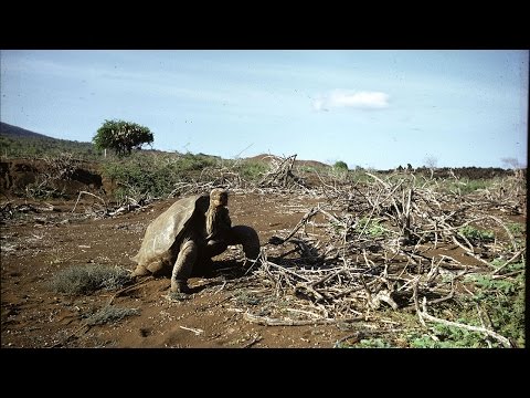 Lonesome George and the Galapagos Today: What the Tortoise Taught Us