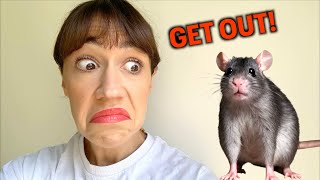 Using Miranda as A Rat Repellant