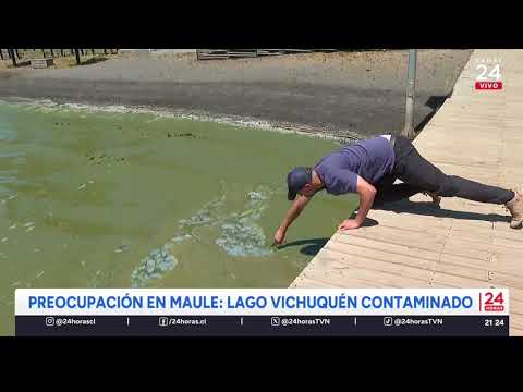 Preocupación en el Maule: Lago Vichuquén está contaminado | 24 Horas TVN - Red Maule