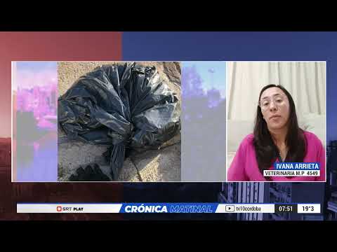 Denuncian que mueren perros por envenenamiento en Alcira Gigena