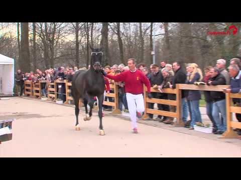 Hengst von Franziskus Körung