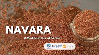 Navara