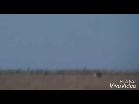 Caza de avestruz!!!!la yunta de Adrián!!!!bahia blanca