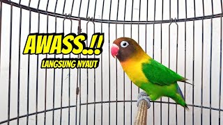 Download lagu Lovebird Gacor Ngekek Panjang Jadikan Lovebird Macet Agar RAJIN BUNYI, Baru DIPUTAR AWAS NYAUT mp3 Download lagu Lovebird Gacor Ngekek Panjang Jadikan Lovebird Macet Agar RAJIN BUNYI, Baru DIPUTAR AWAS NYAUT mp3