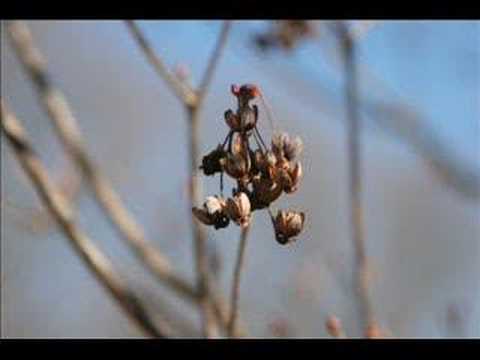 Tabala - Darb Al Saleen