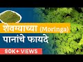 Moringa Health Vebenfits