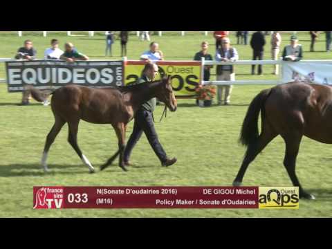 Show AQPS Le Lion 2016 : Lot 33 - N(Sonate D'oudairies 2016)