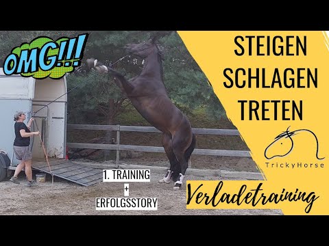 Schwieriges Verladetraining - Verladeprobleme gelöst!