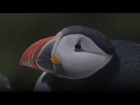 ISLAND, ZNOVUZRODENÝ OSTROV | ICELAND, THE NEWBORN ISLAND (trailer) 2019