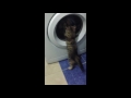 Funny Cat Vs Washing Machine
